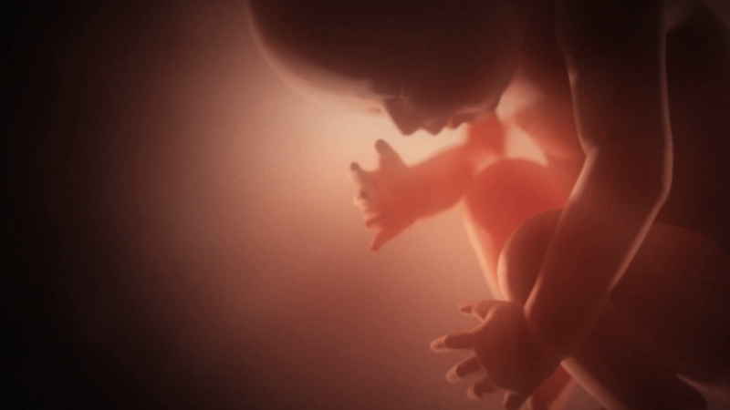 A KISBABÁD ÉS A MÉHBE SZŰRŐDŐ FÉNY