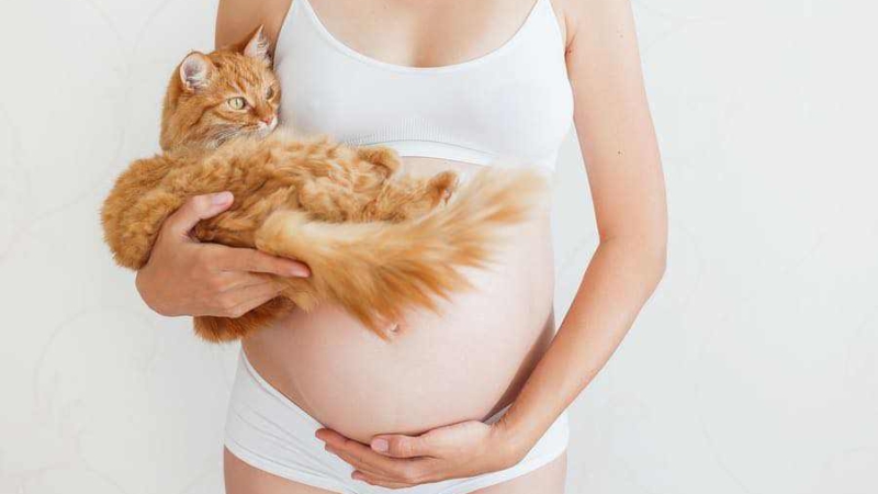 TOXOPLAZMÓZIS – TÉNYLEG KERÜLNÖD KELL A CICÁKAT?